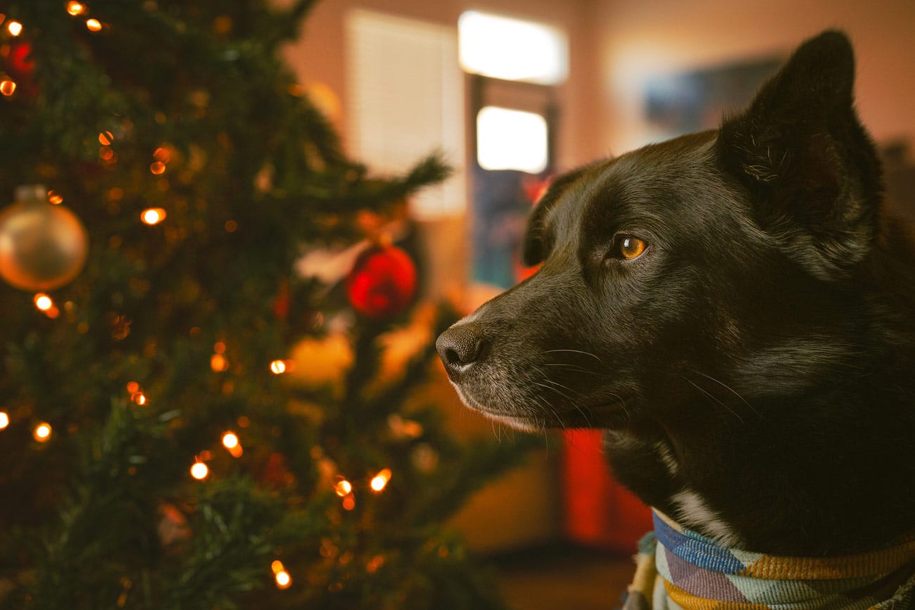 Black dog, looking out window, christmas tree behind him